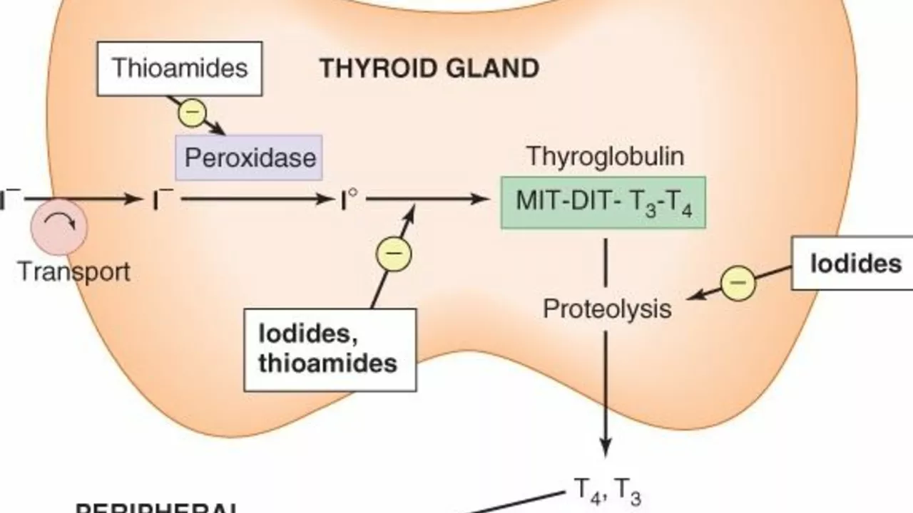 Thyroid Health: The Role of Carbimazole in Thyroid Function